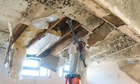 Professional Mold Removal Services in Sutton Alpine, AK